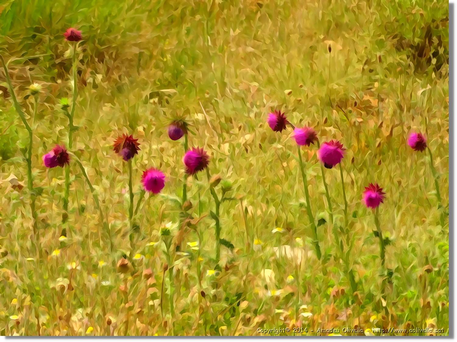 Flors_005.jpg