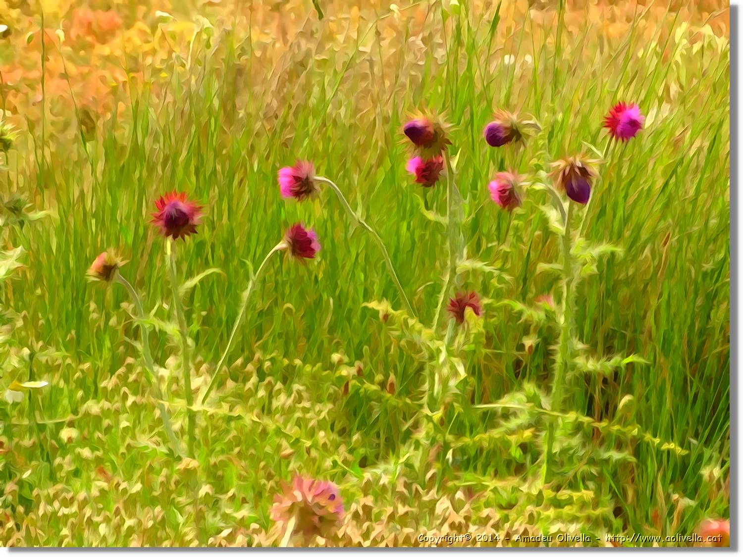Flors_006.jpg