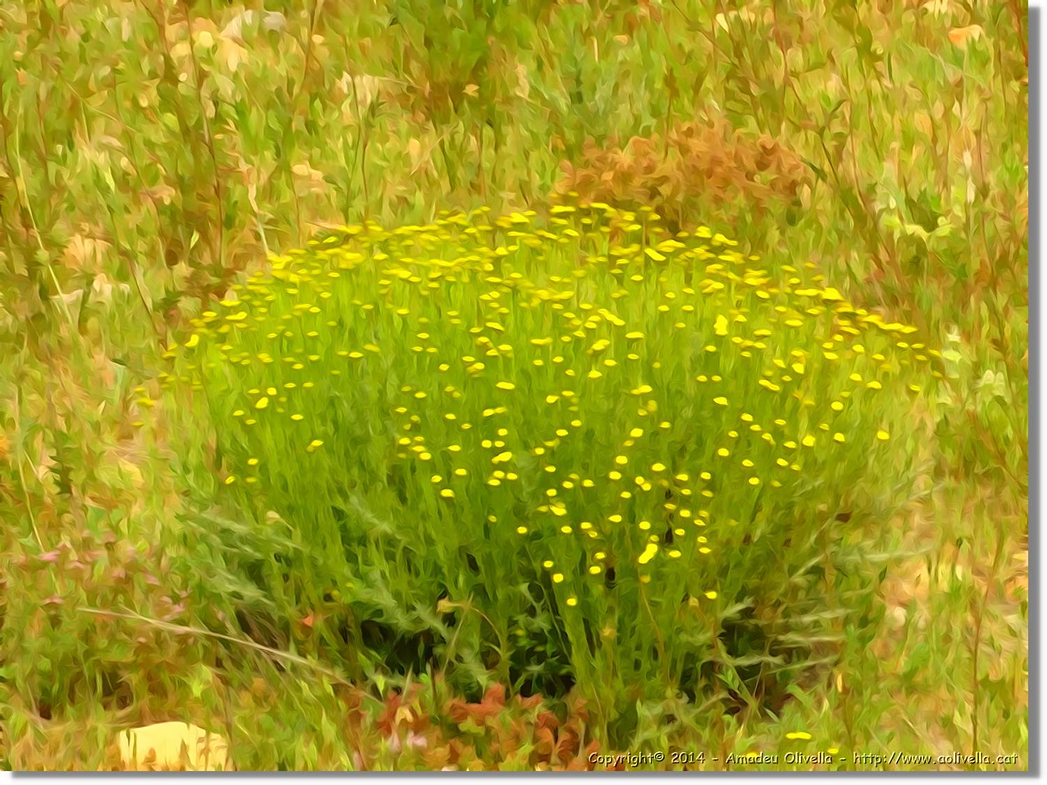 Flors_008.jpg