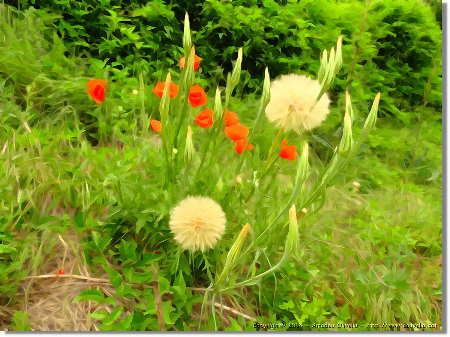 Flors_009.jpg