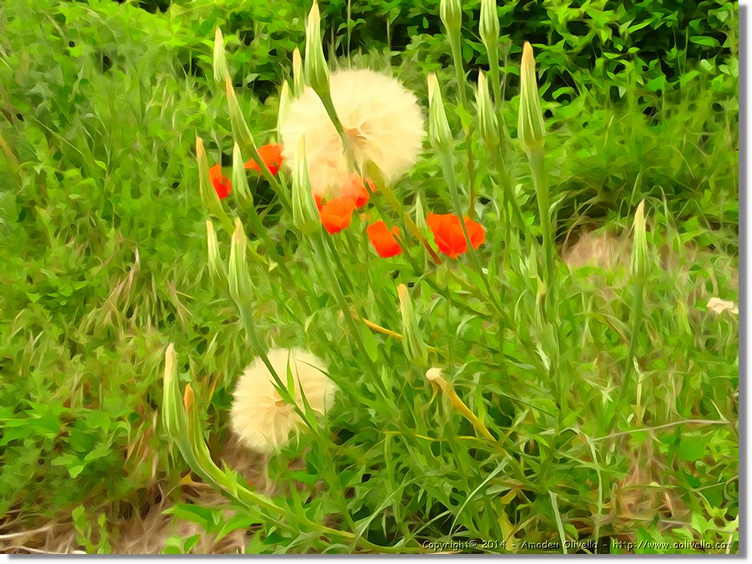 Flors_010.jpg