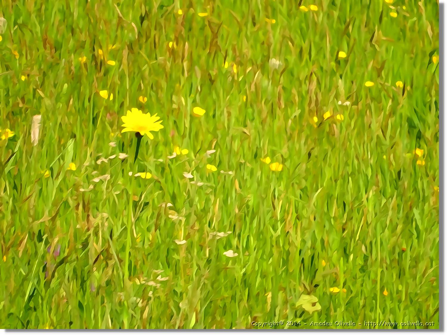 Flors_011.jpg