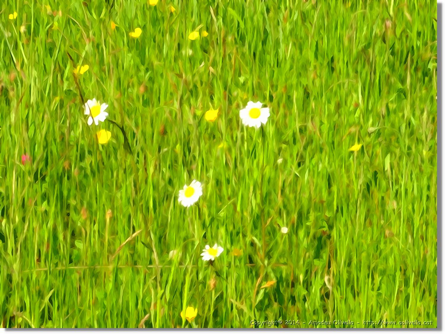 Flors_012.jpg