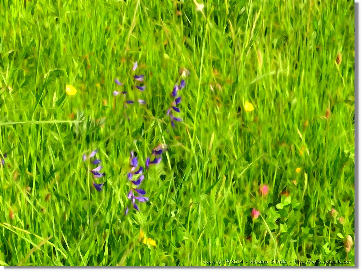 Flors_013.jpg