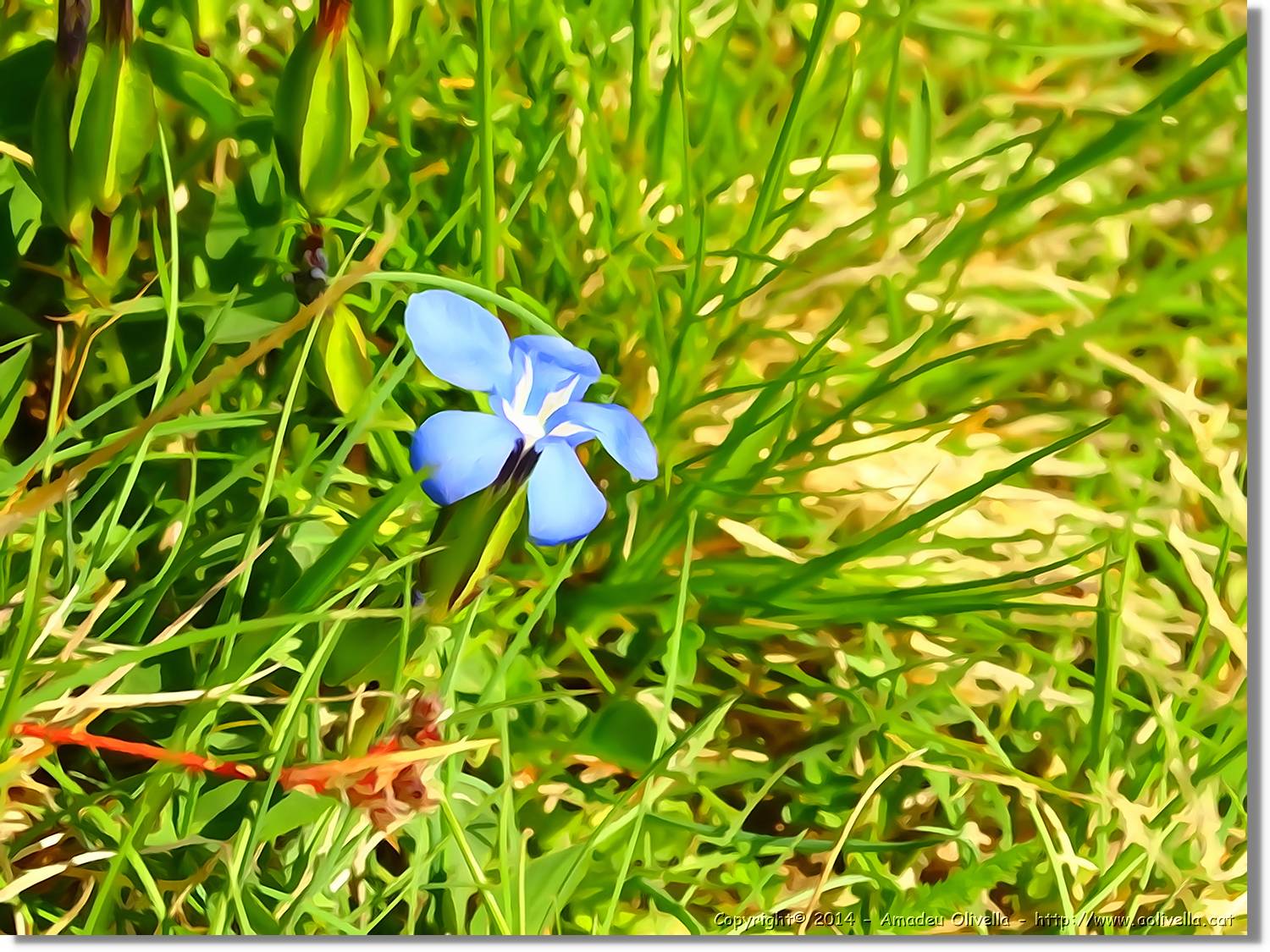 Flors_016.jpg