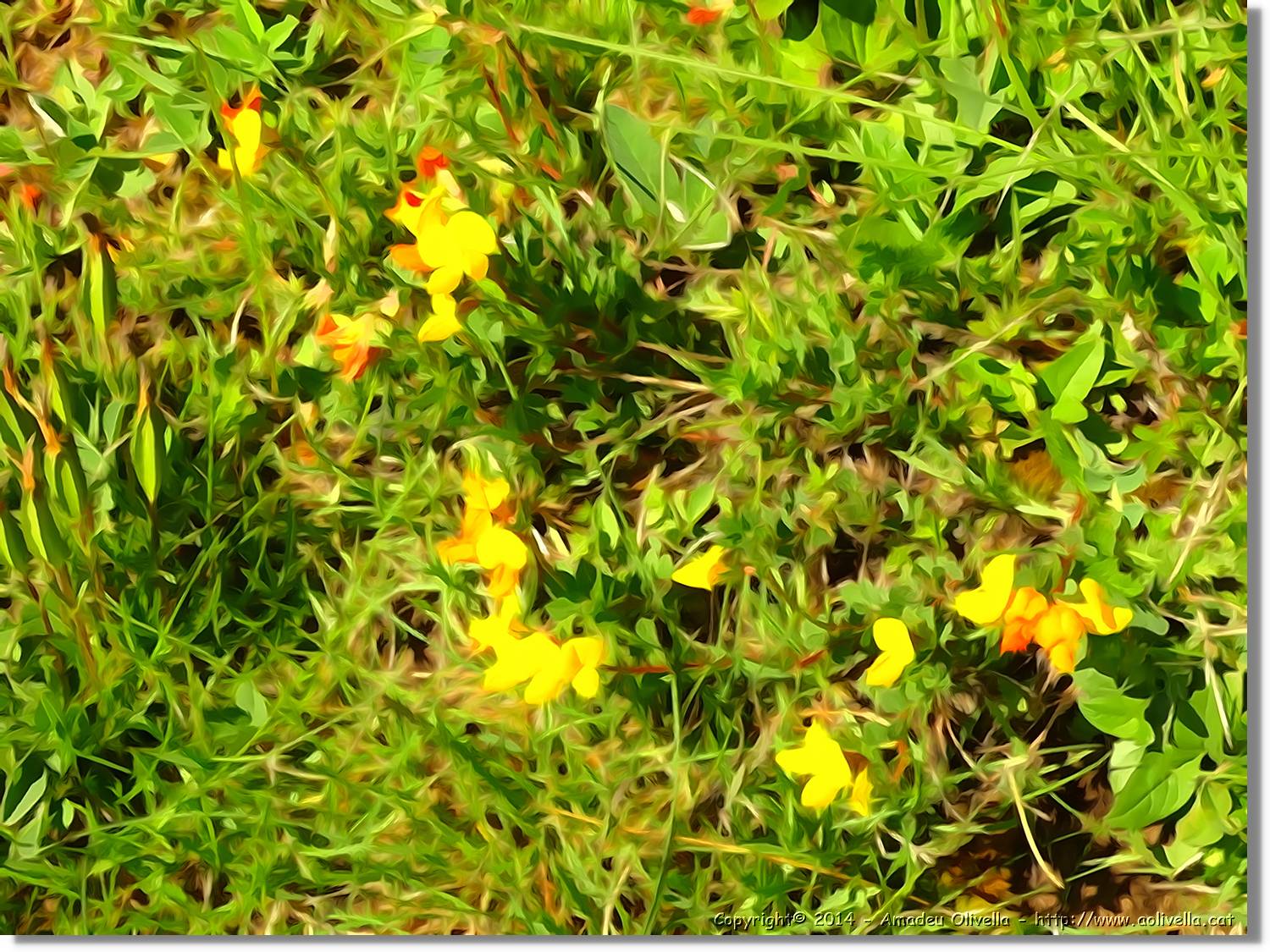 Flors_017.jpg