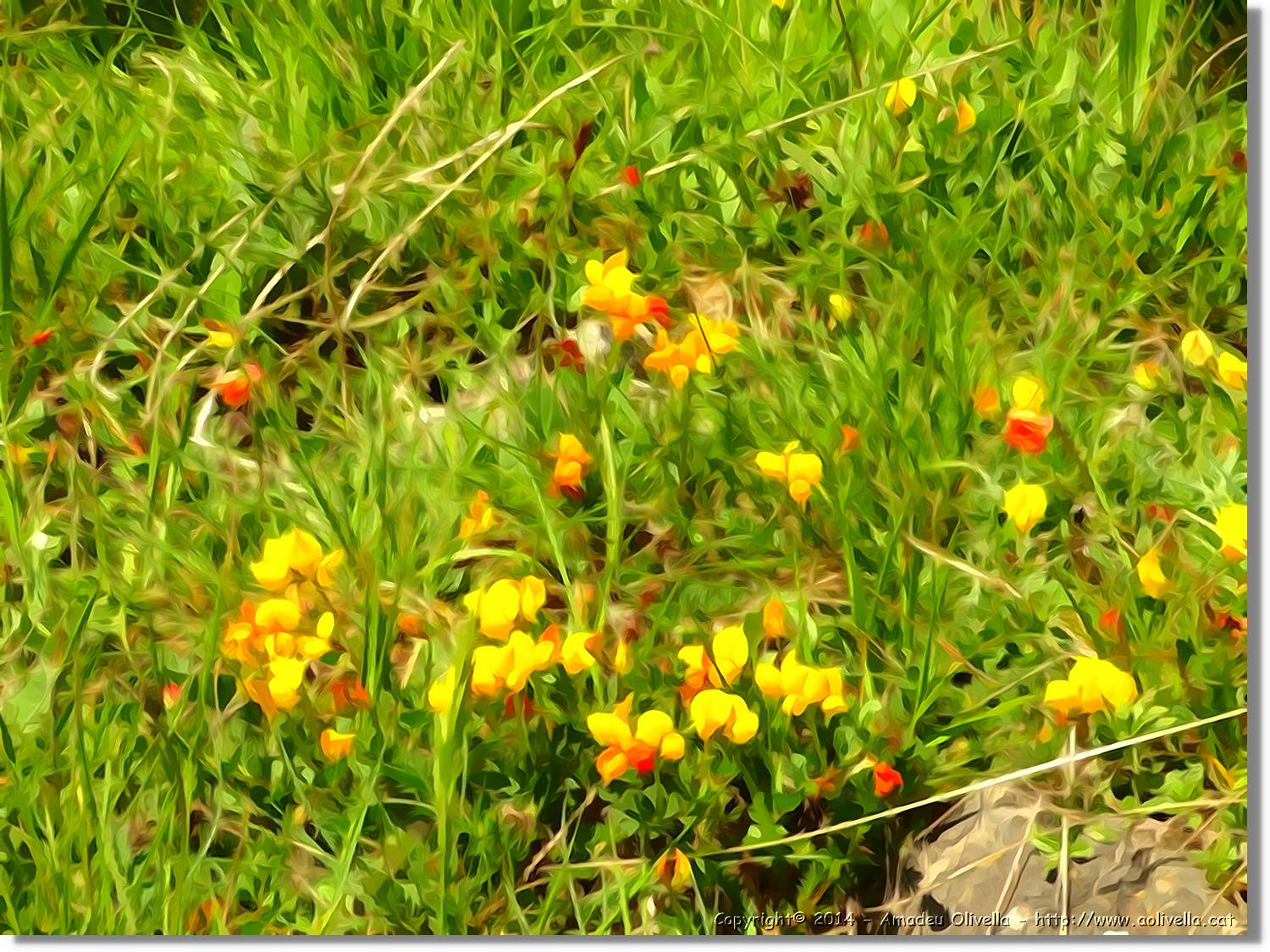 Flors_018.jpg
