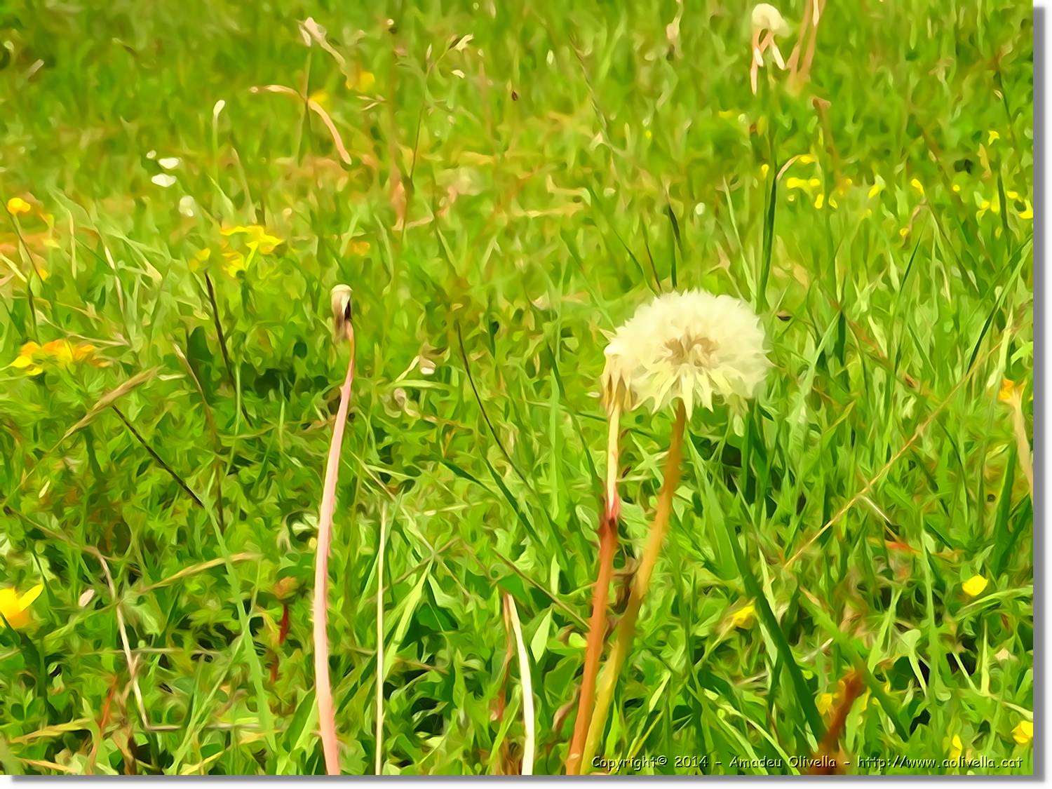 Flors_019.jpg