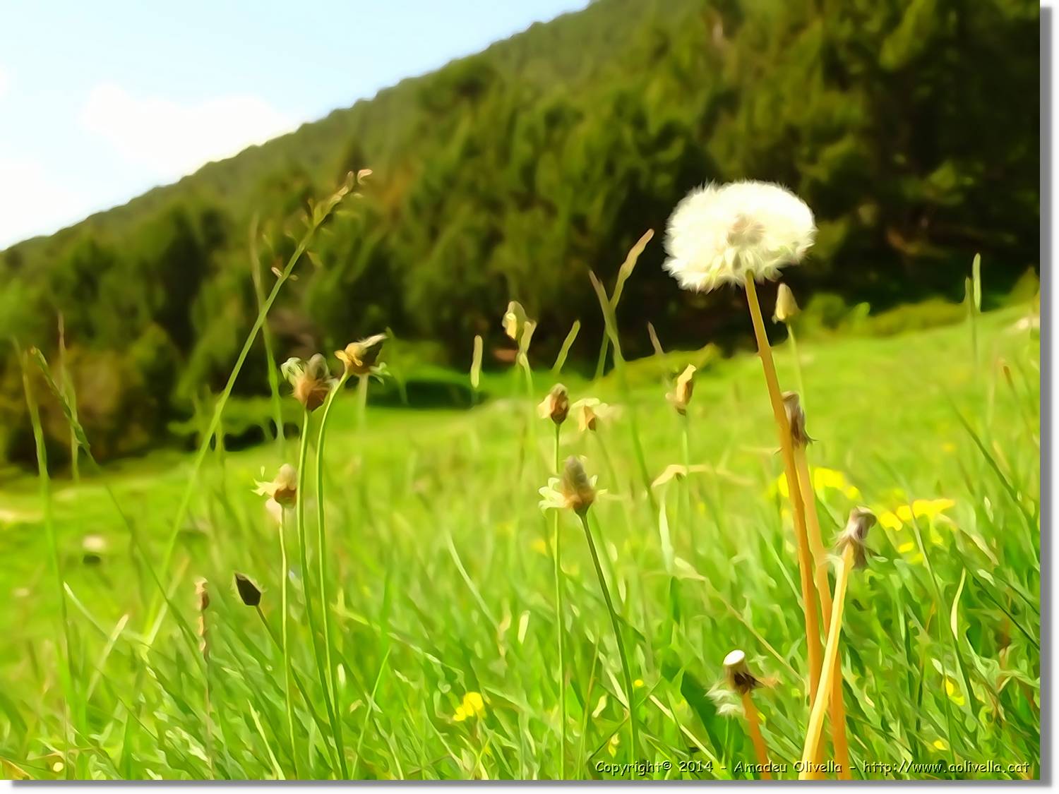 Flors_020.jpg