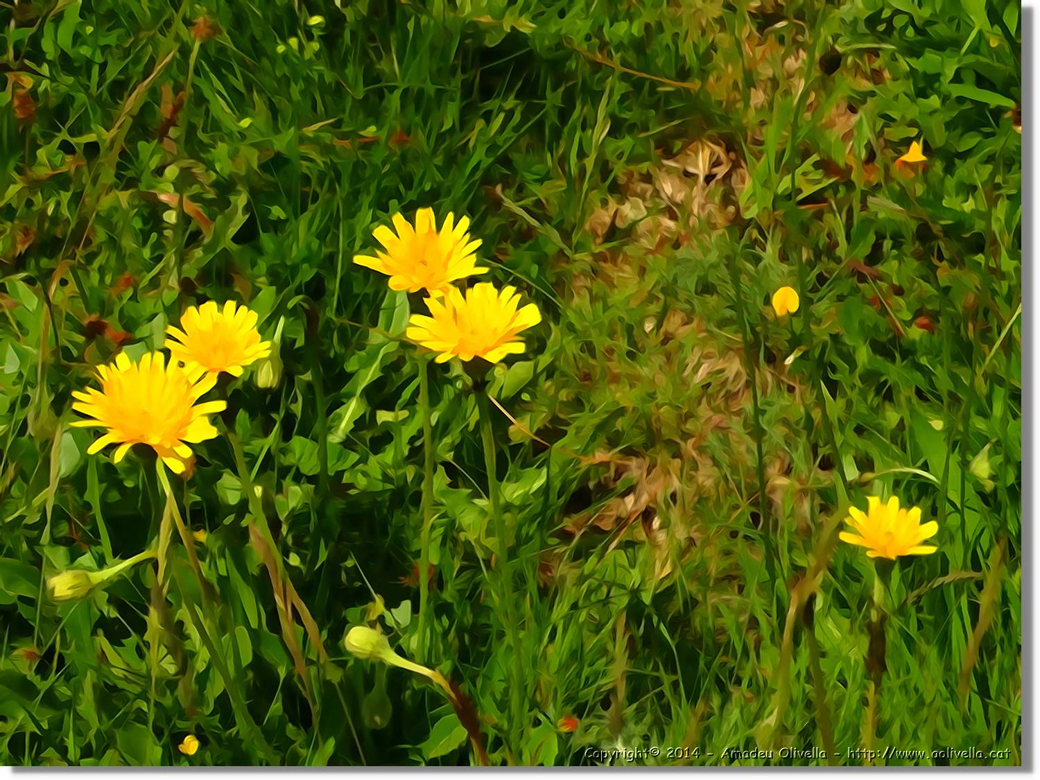 Flors_021.jpg