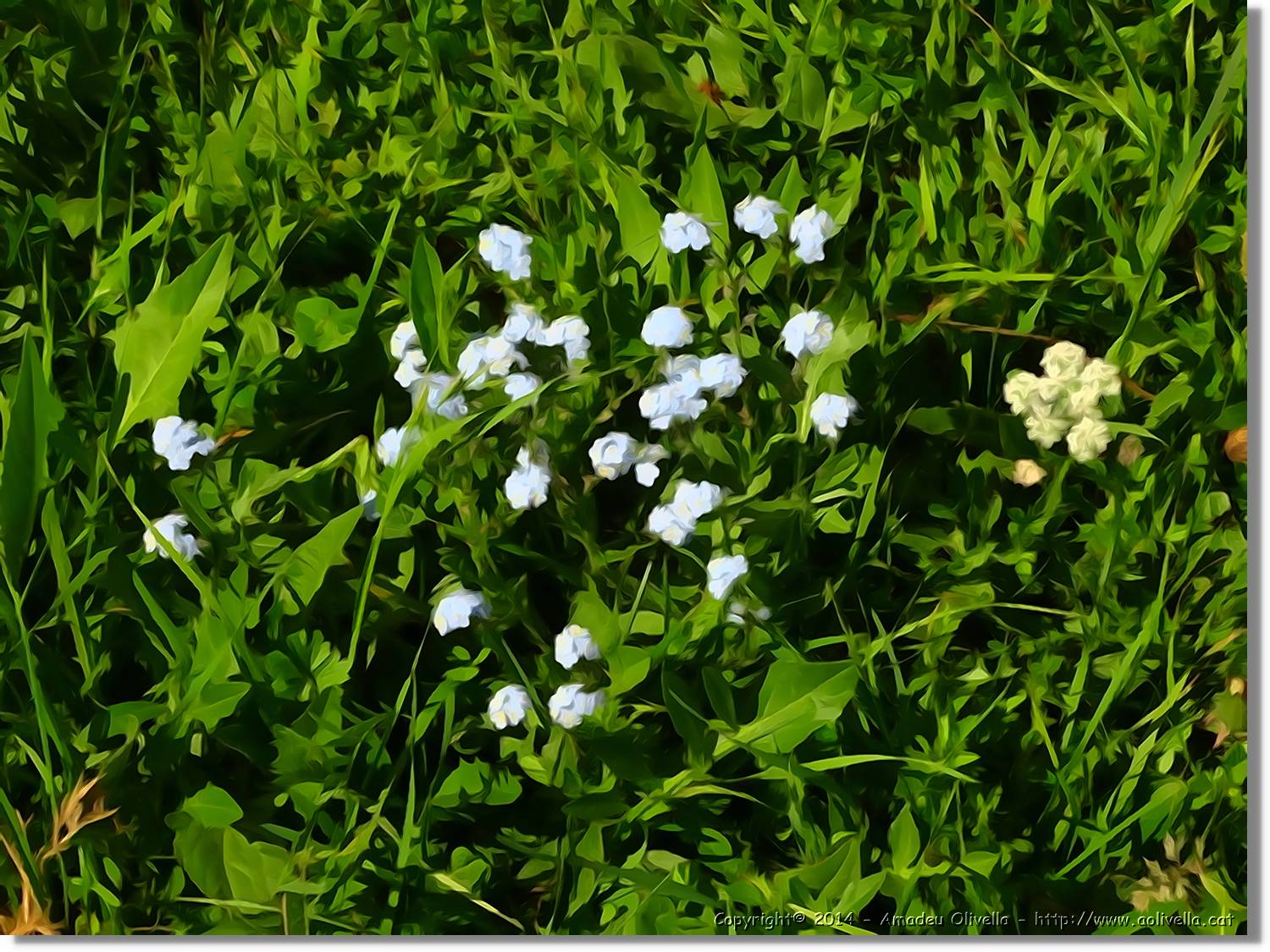 Flors_022.jpg