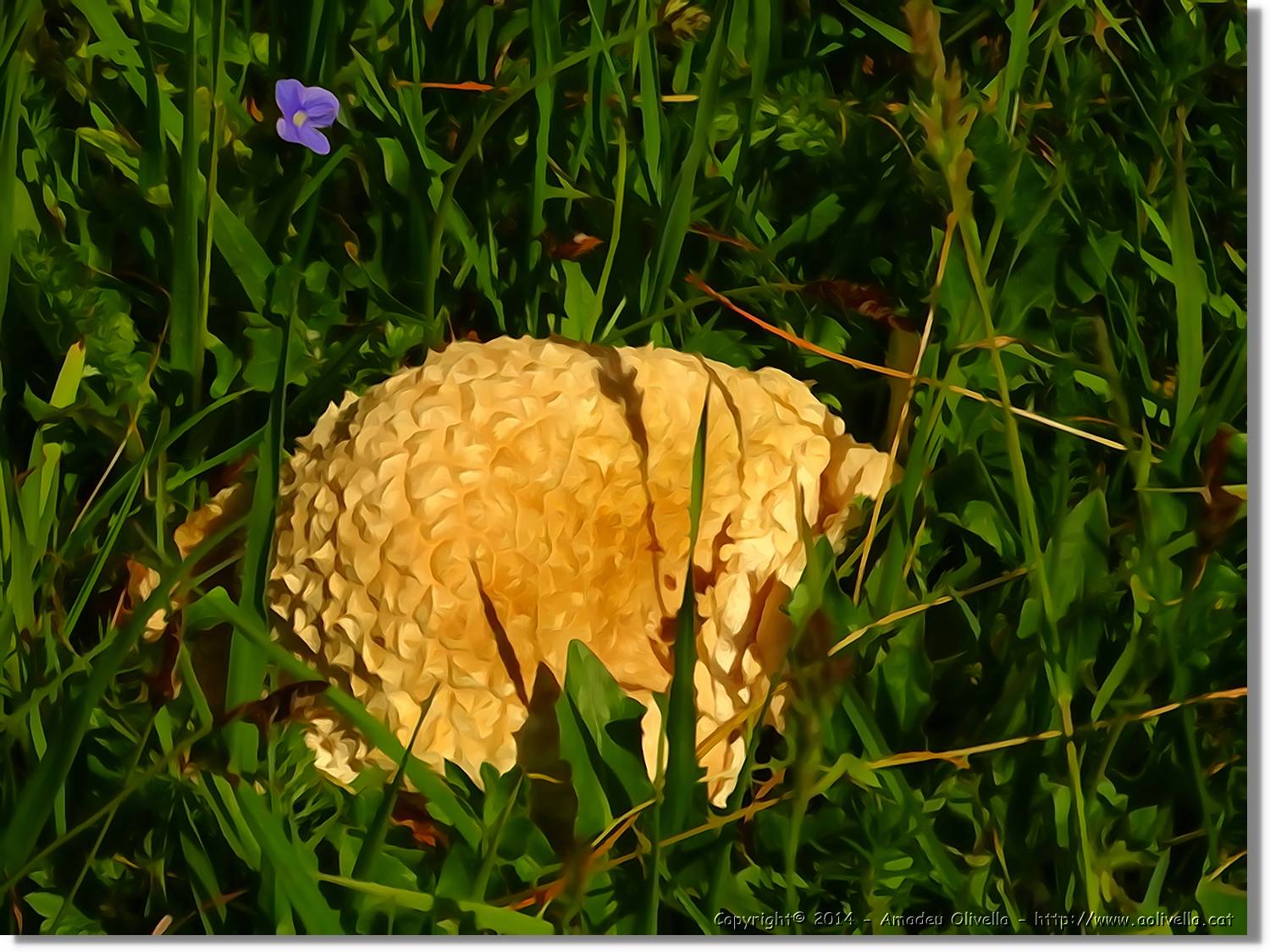 Flors_023.jpg