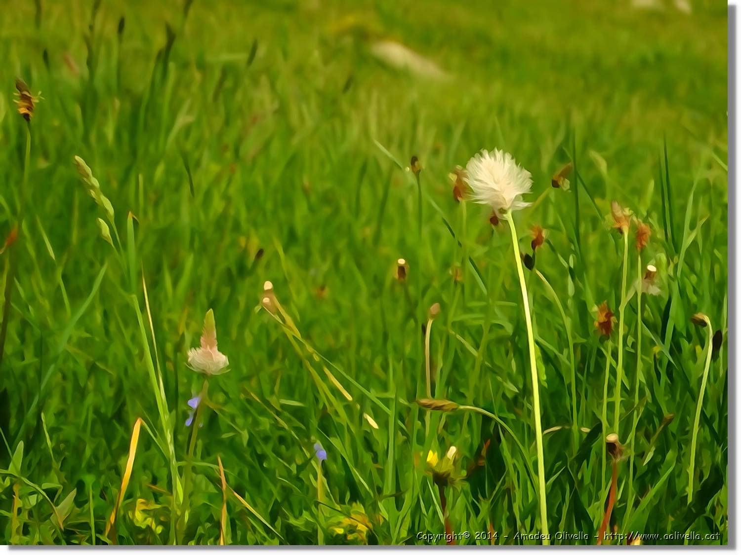 Flors_024.jpg