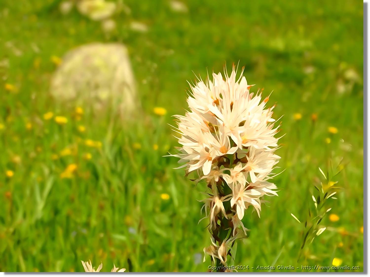 Flors_026.jpg
