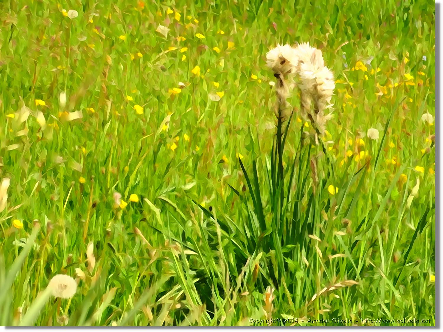 Flors_027.jpg