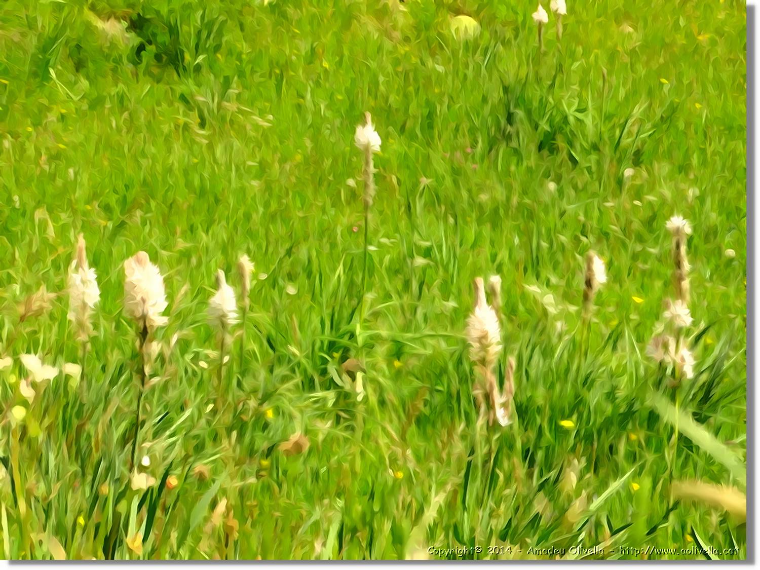 Flors_028.jpg