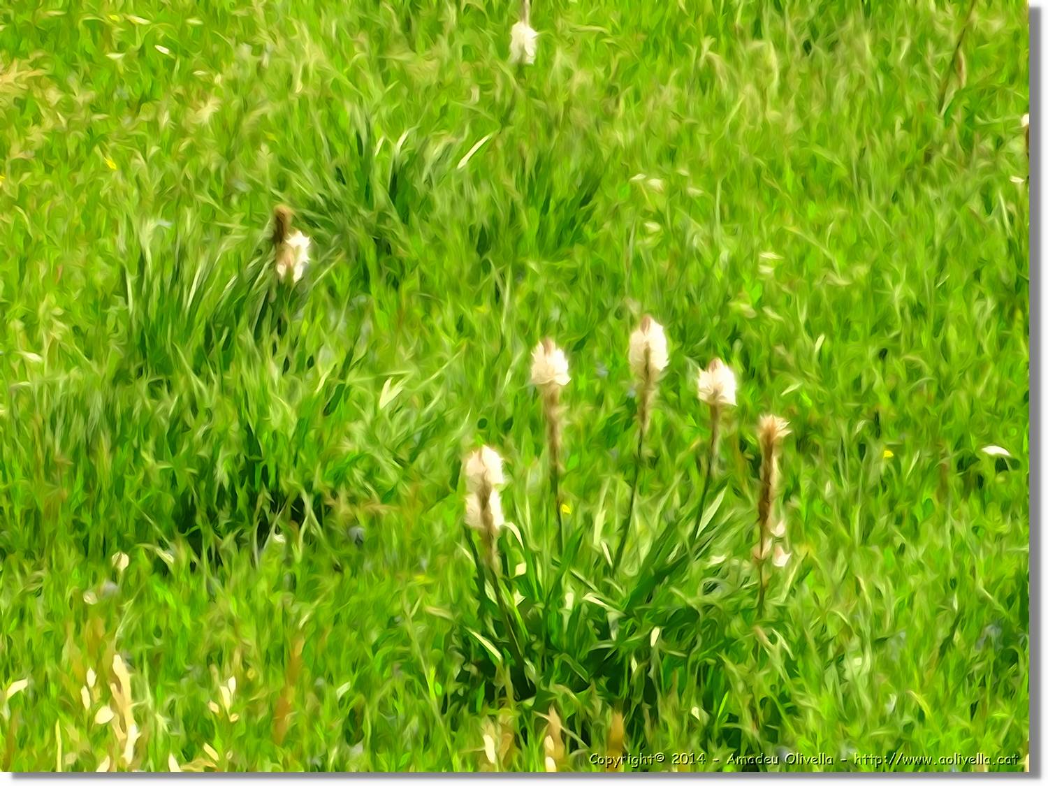 Flors_029.jpg