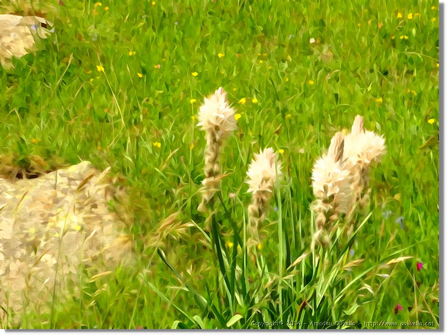 Flors_031.jpg