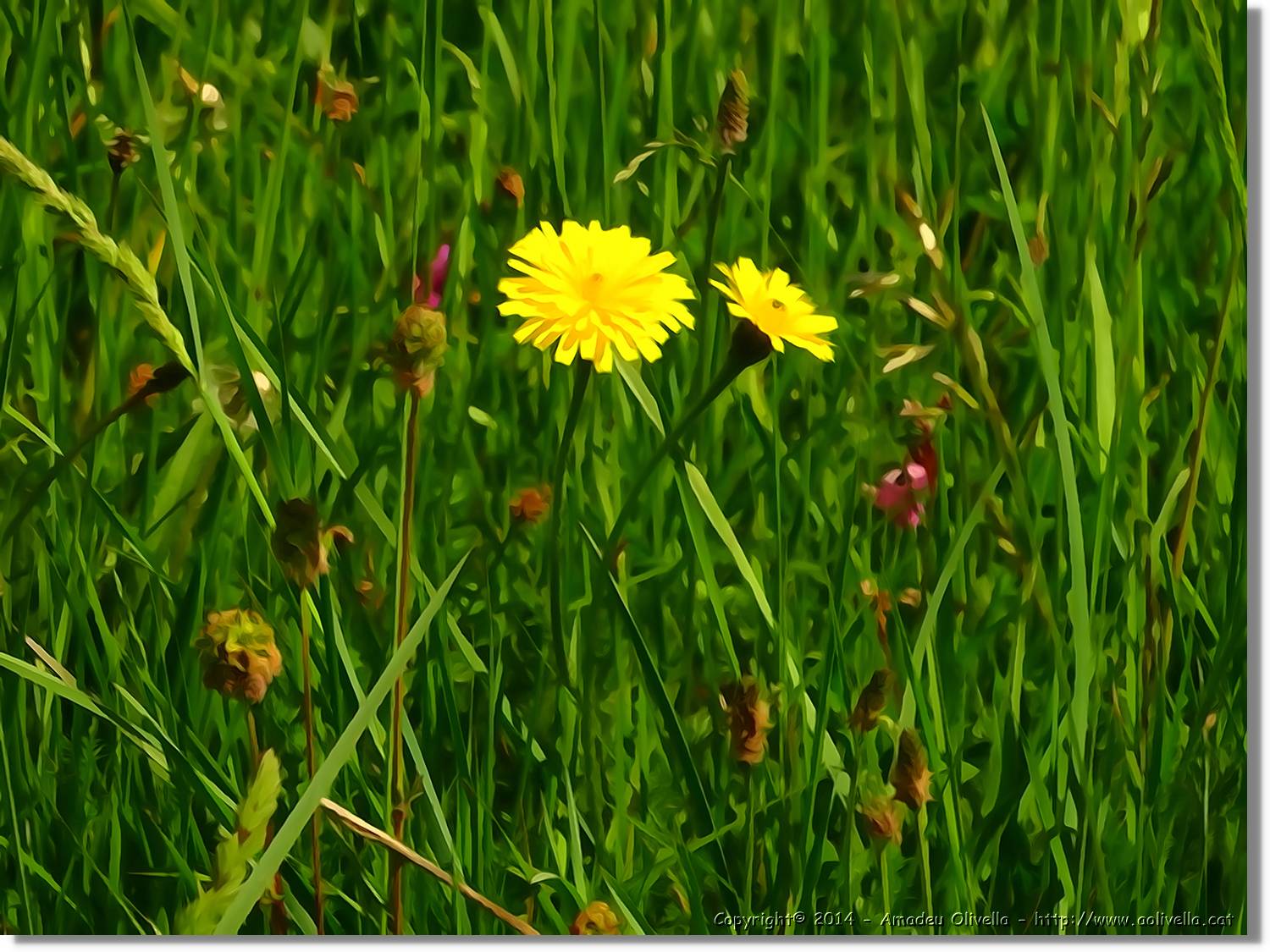 Flors_032.jpg