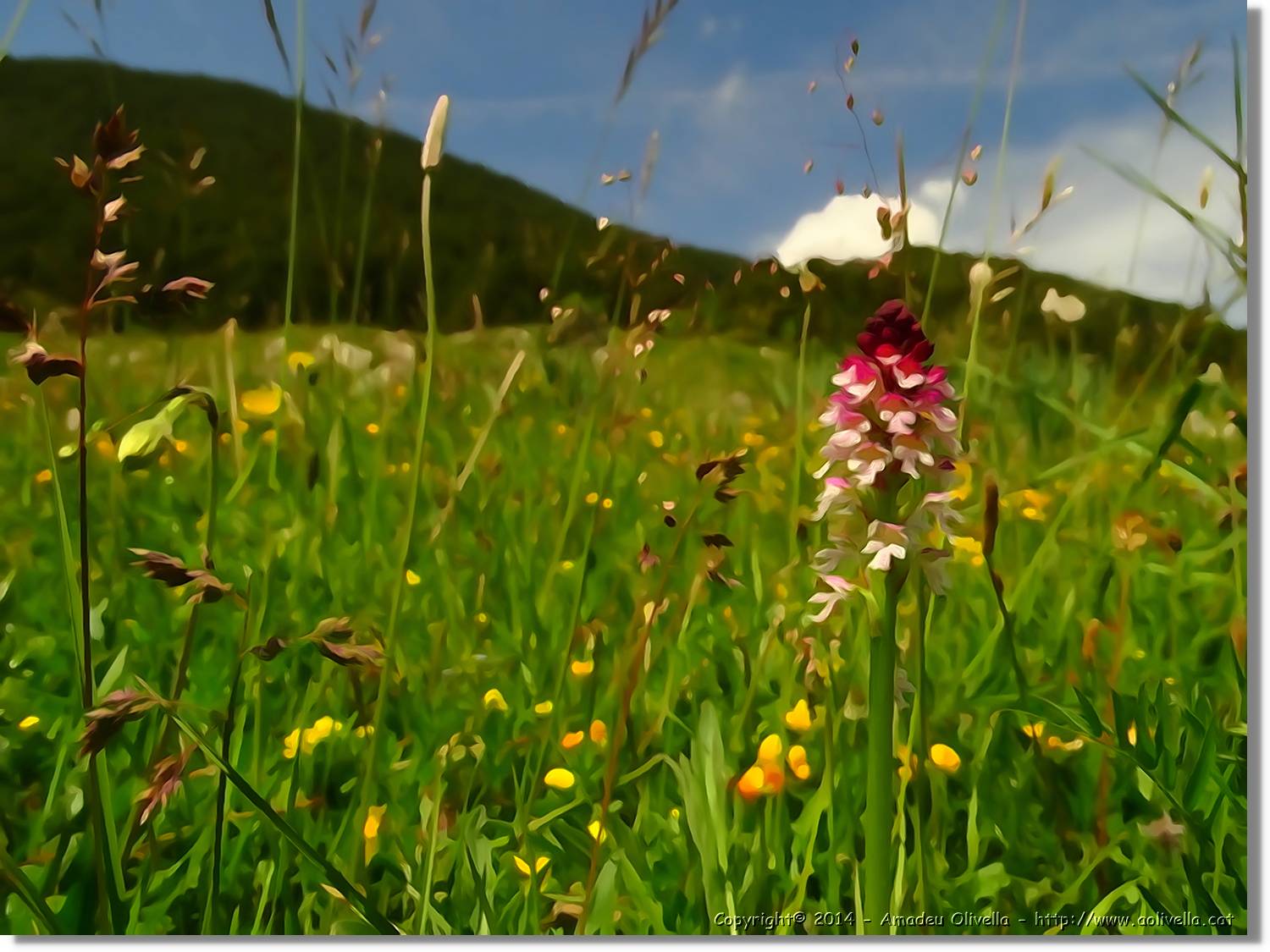 Flors_033.jpg