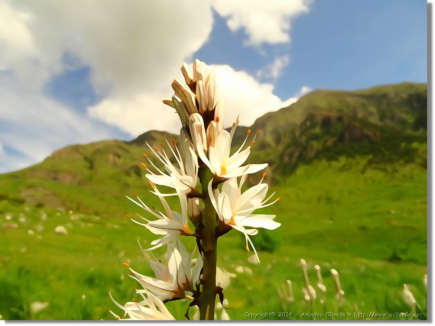 Flors_034.jpg