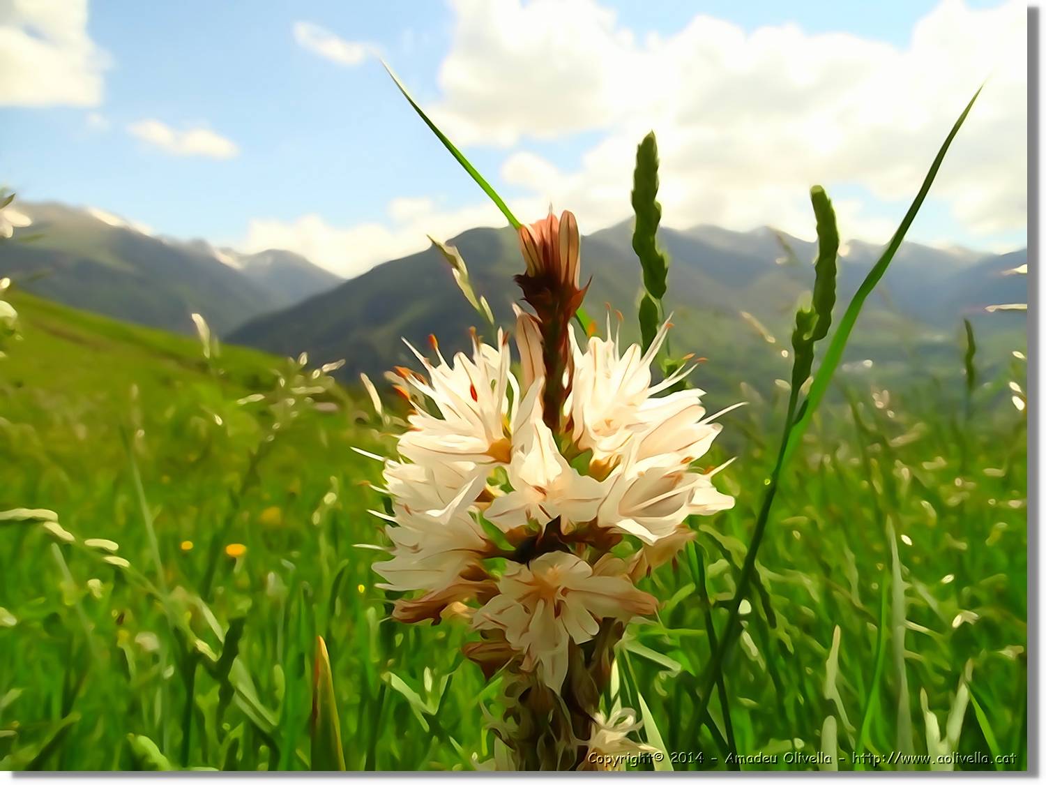 Flors_035.jpg