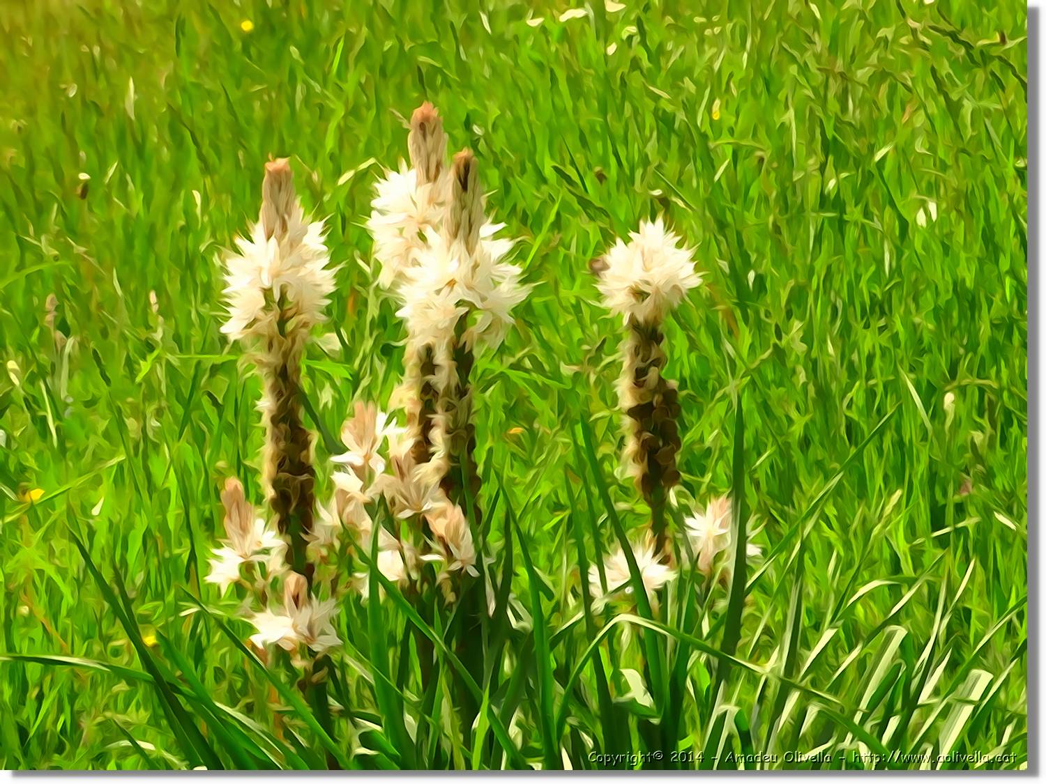 Flors_036.jpg