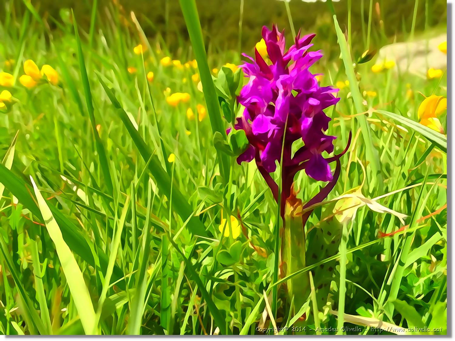 Flors_037.jpg