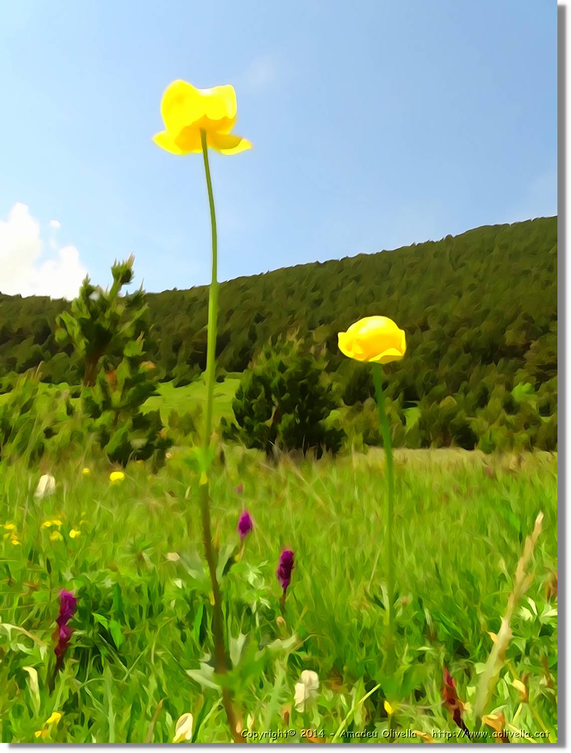 Flors_038.jpg