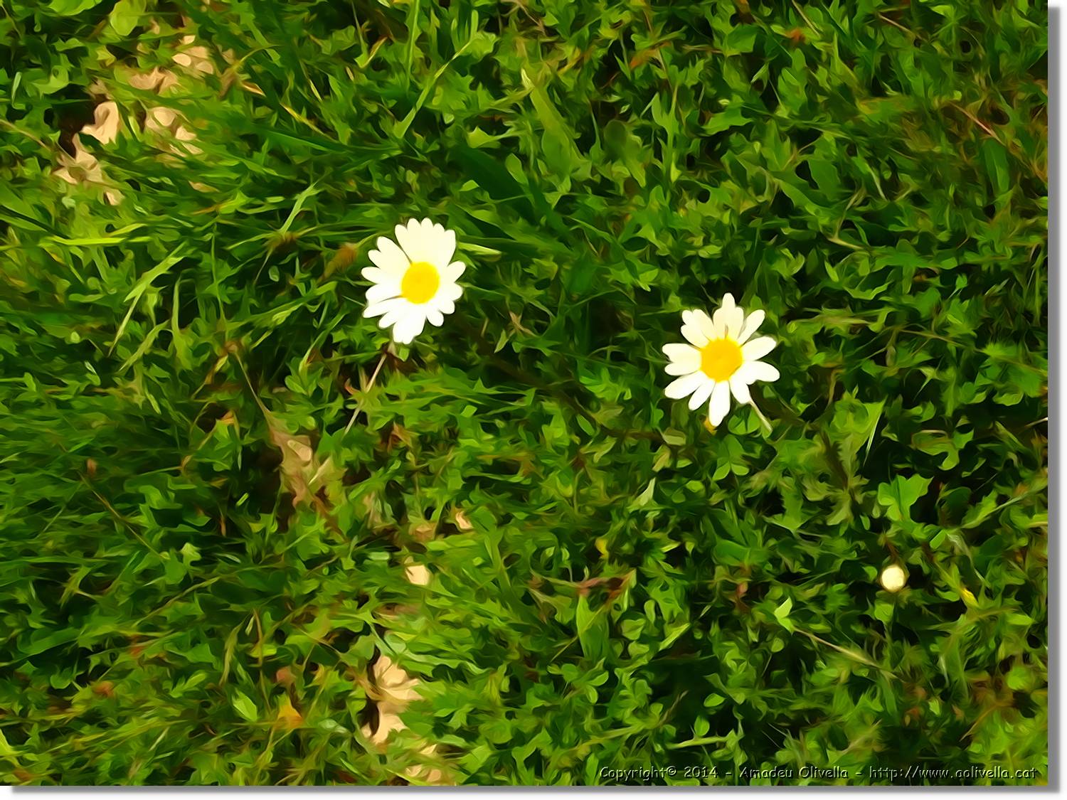 Flors_039.jpg