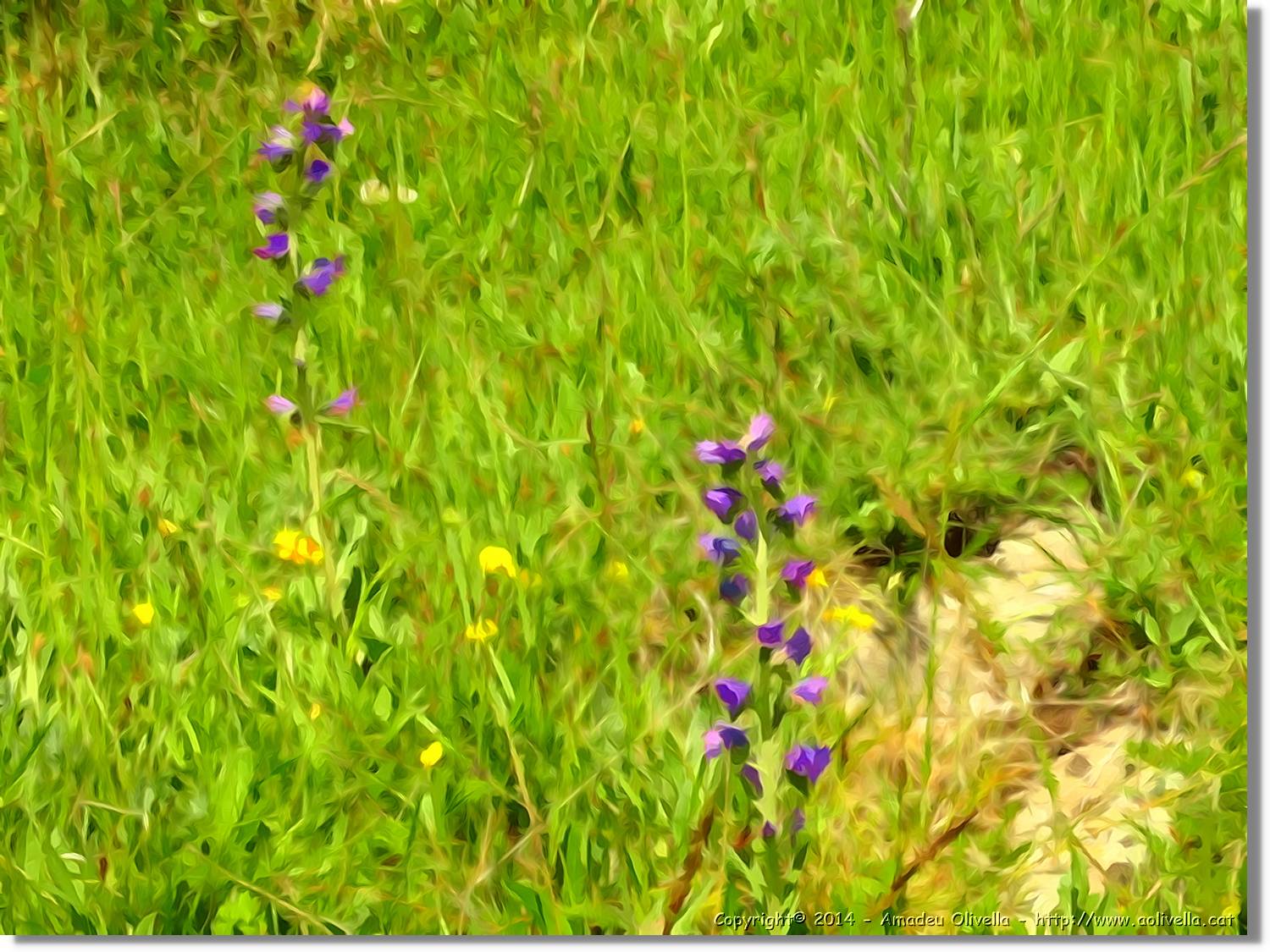 Flors_040.jpg