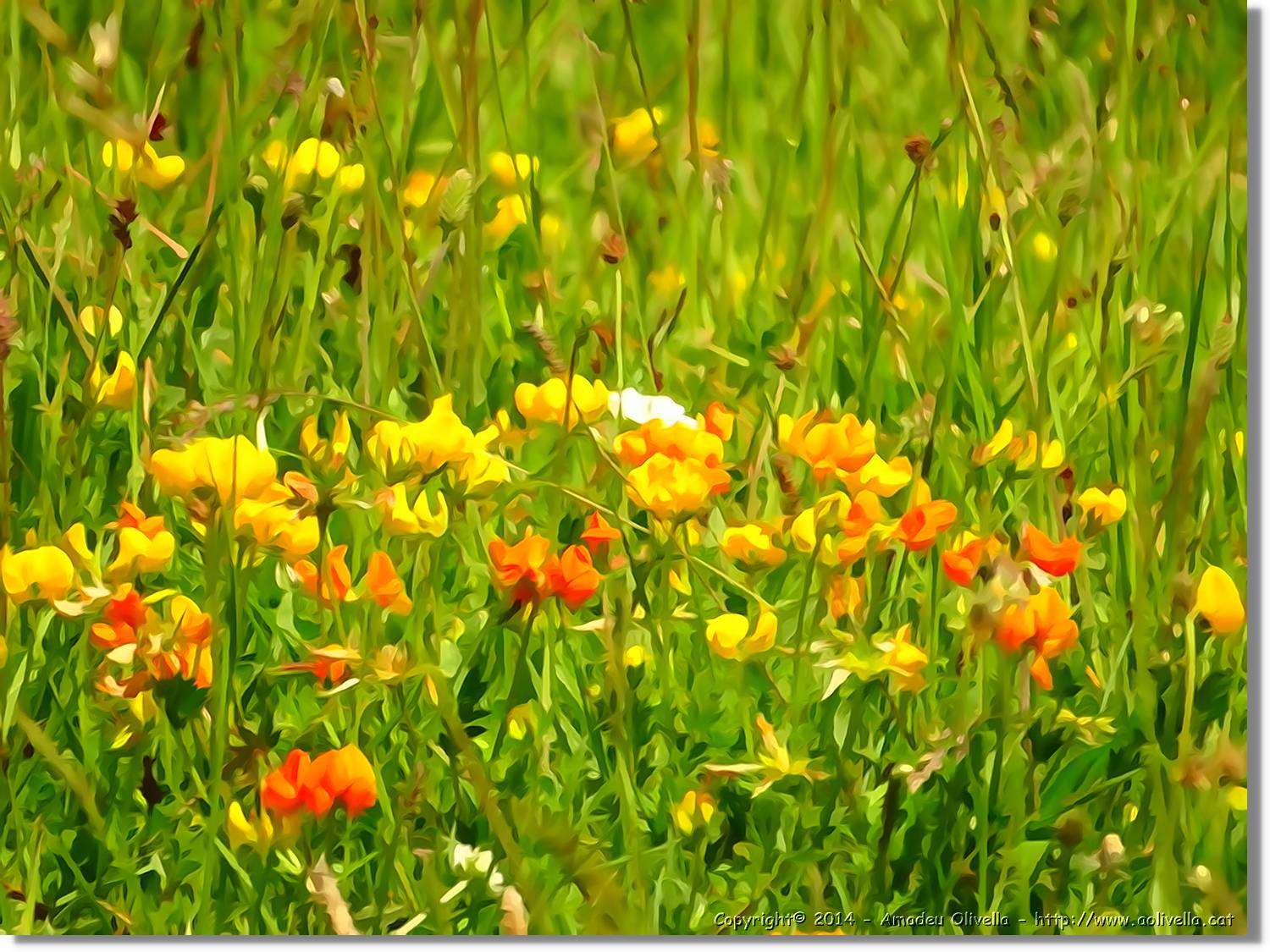 Flors_041.jpg
