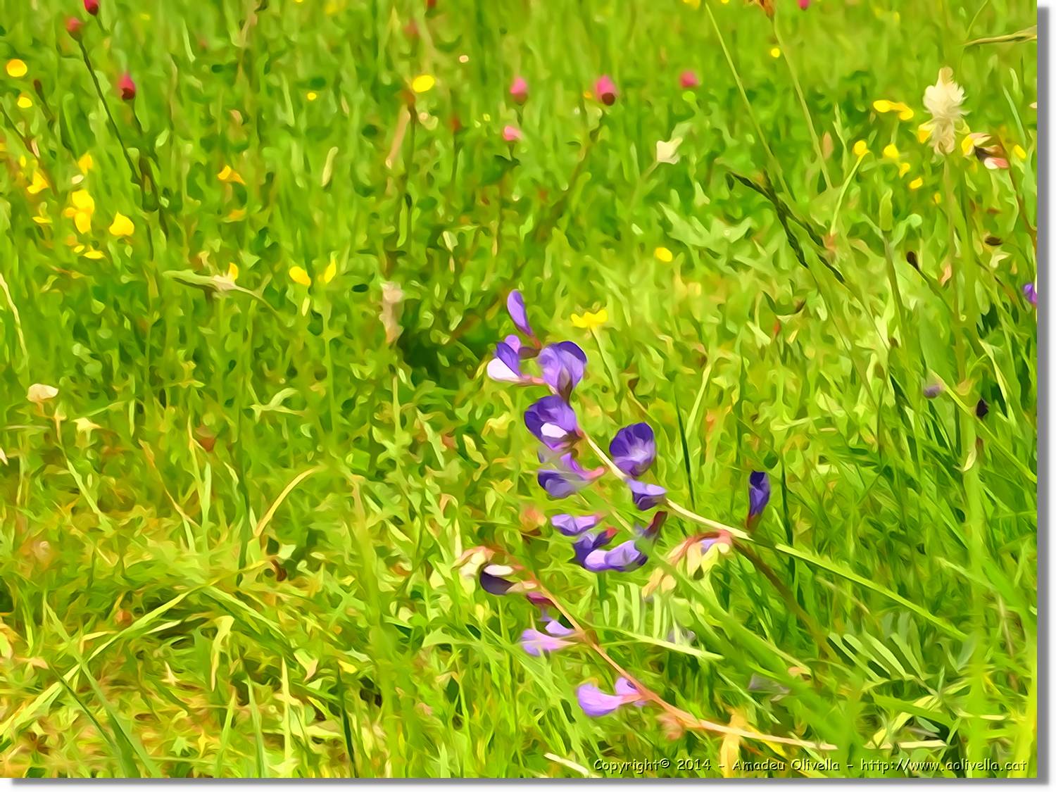 Flors_043.jpg