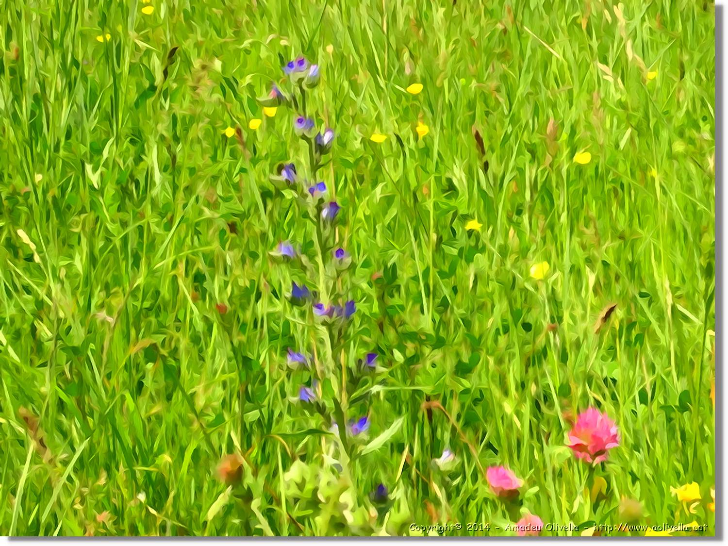 Flors_044.jpg