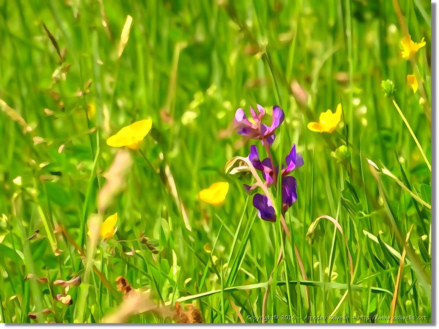 Flors_045.jpg