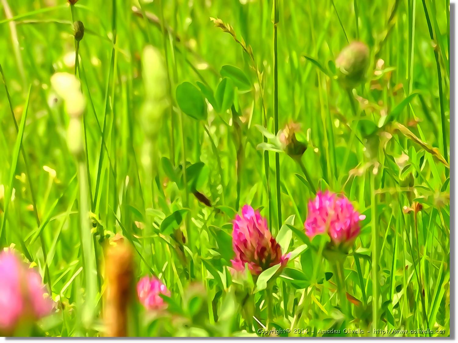 Flors_046.jpg