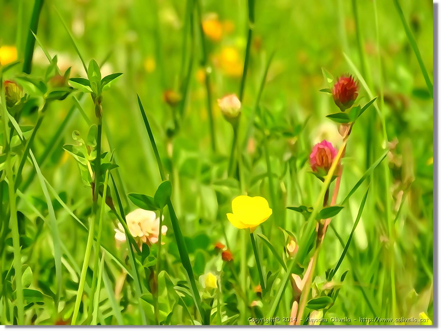Flors_047.jpg