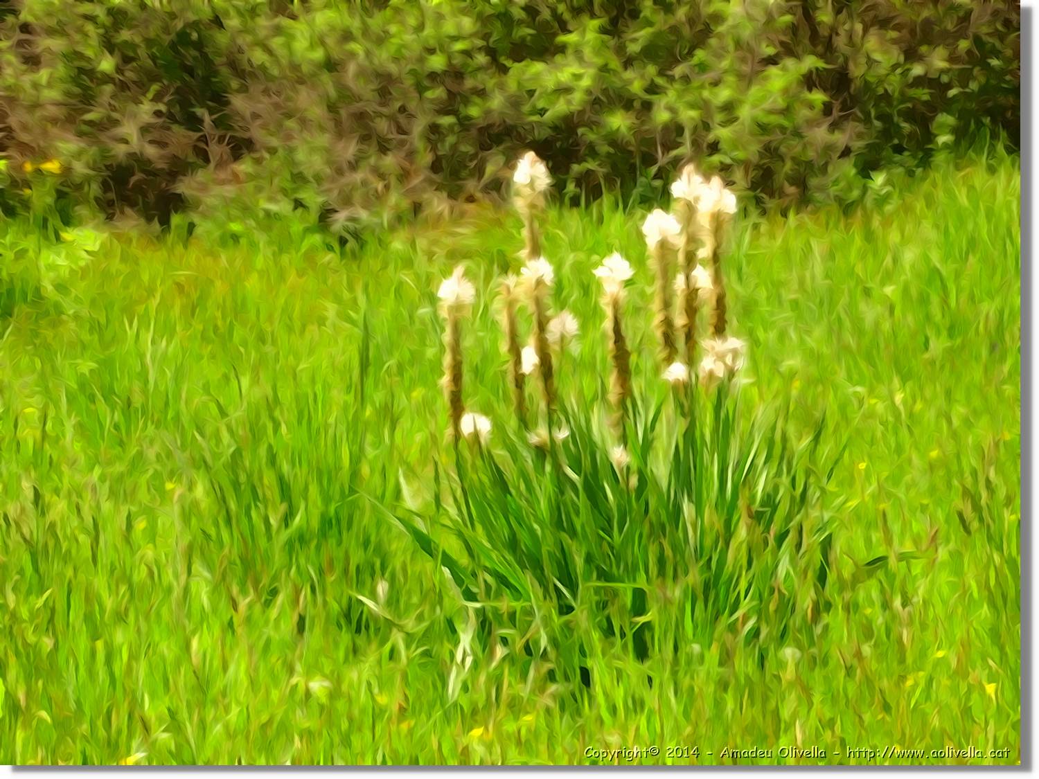 Flors_048.jpg