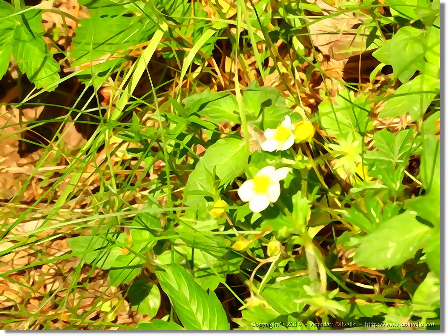 Flors_049.jpg