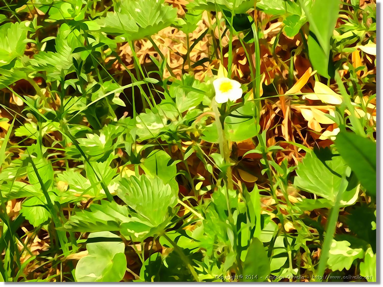 Flors_050.jpg