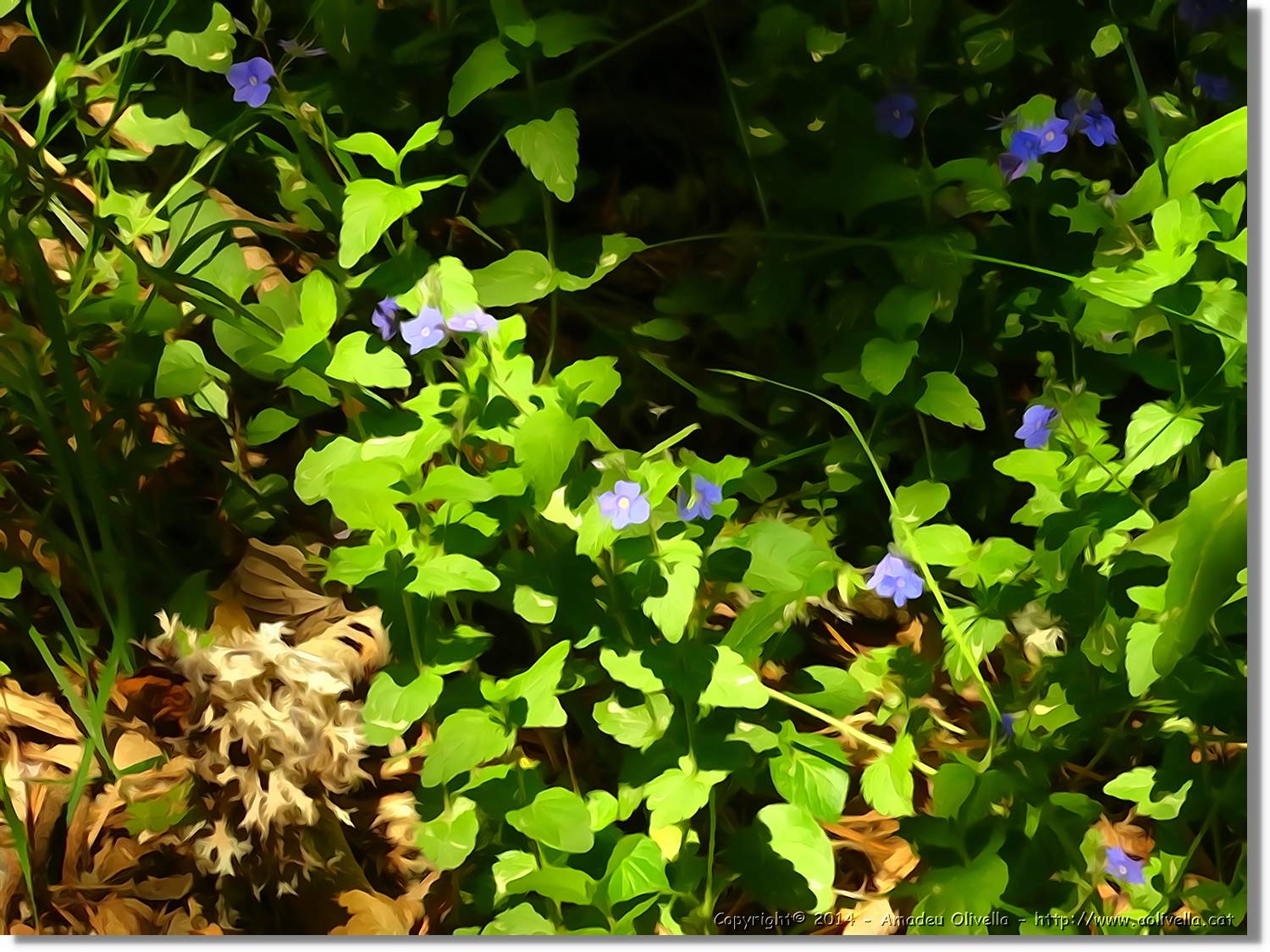 Flors_051.jpg
