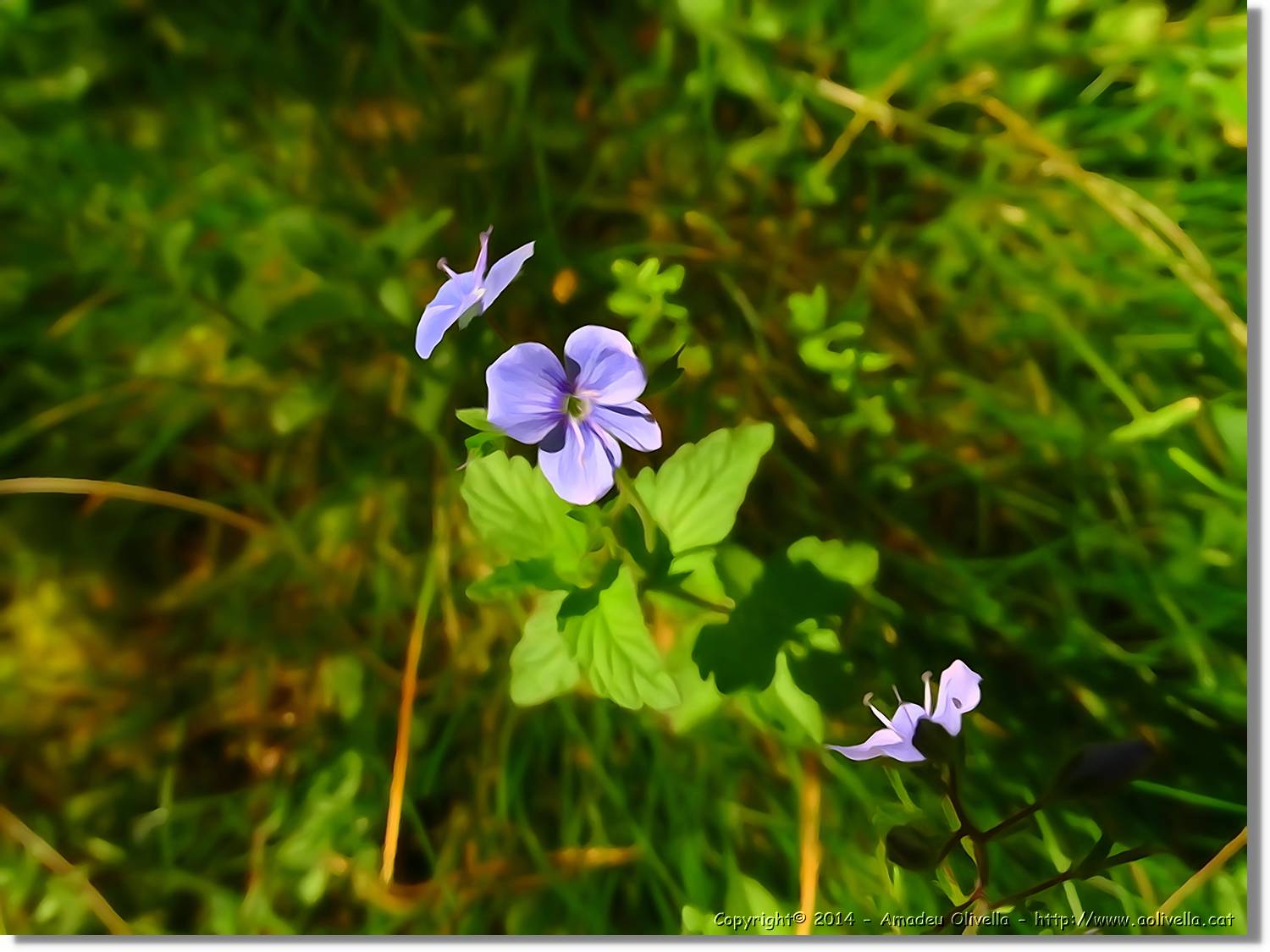 Flors_052.jpg