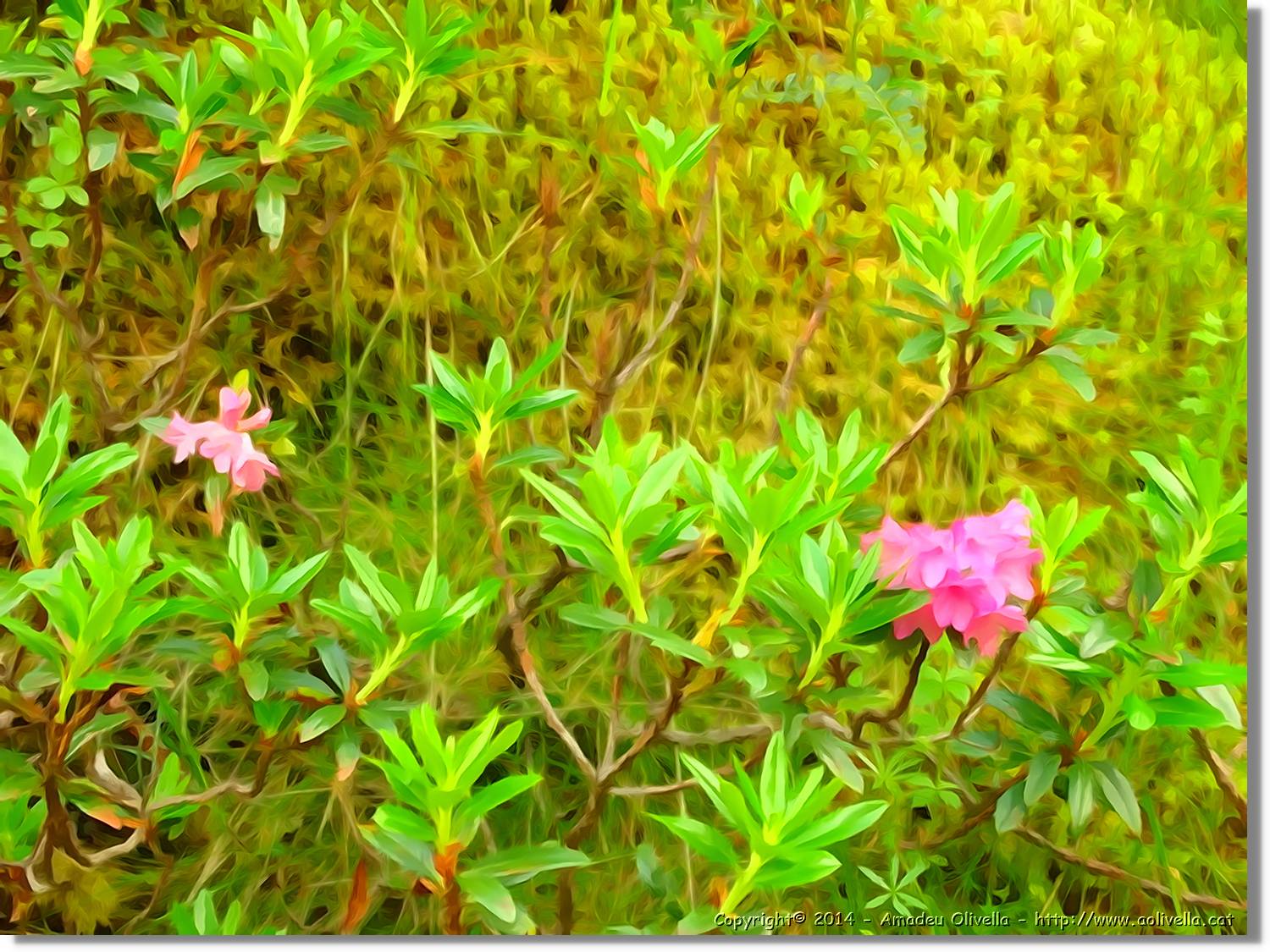 Flors_053.jpg
