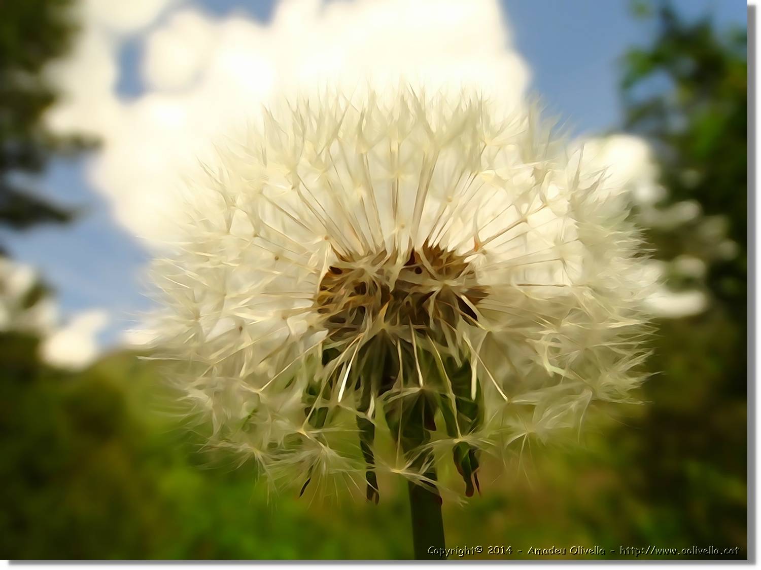 Flors_055.jpg