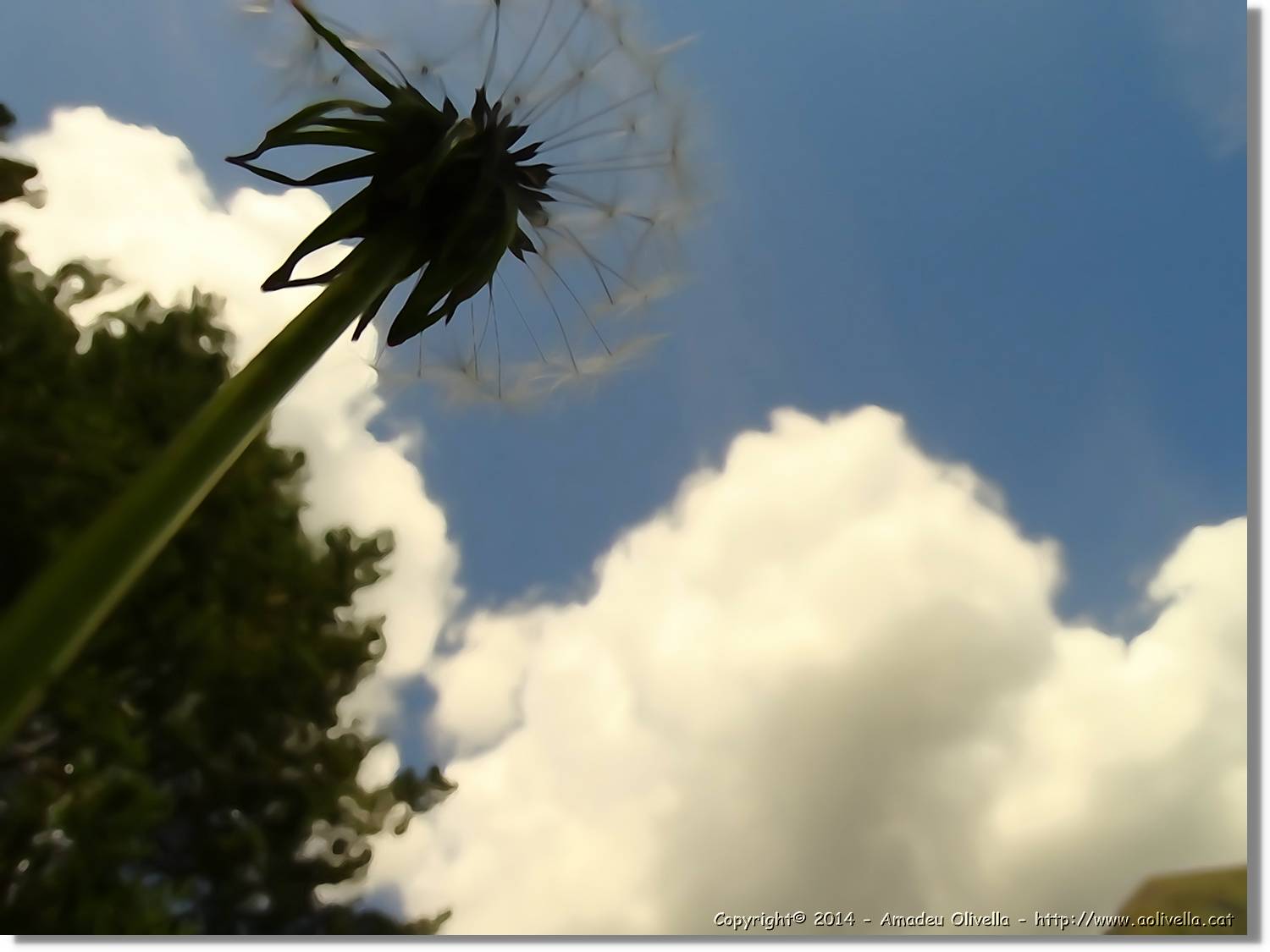 Flors_056.jpg