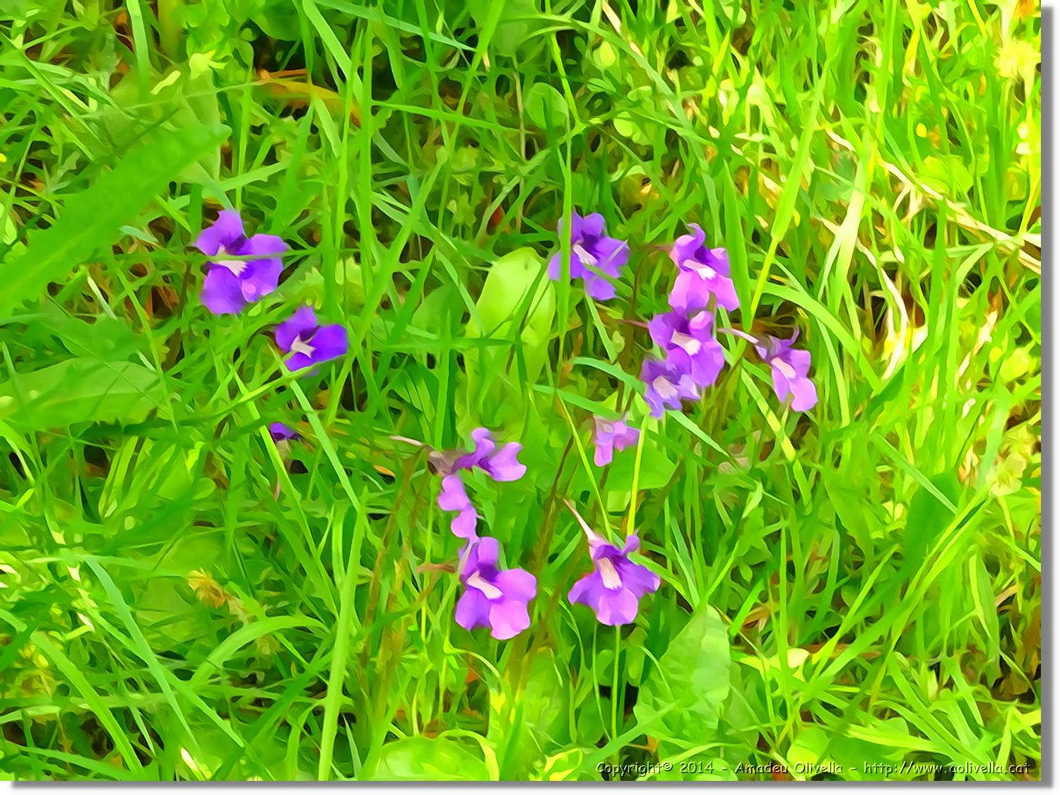 Flors_057.jpg