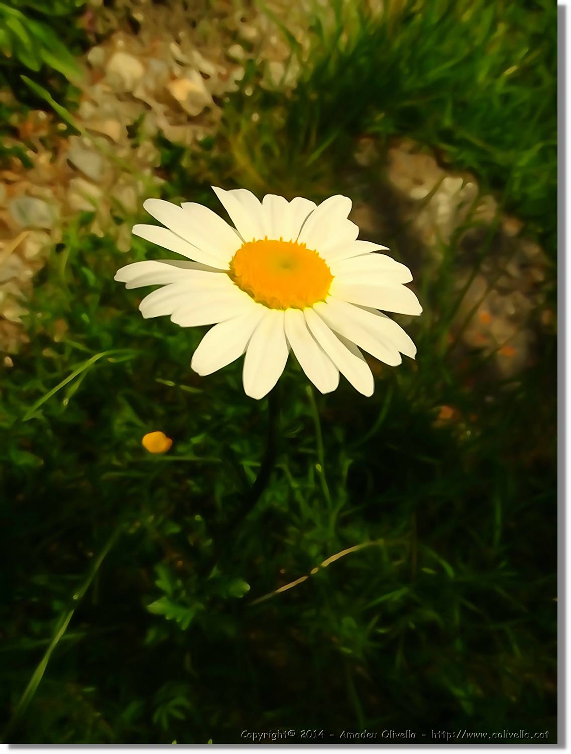 Flors_058.jpg