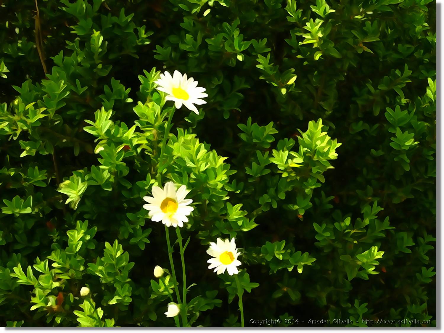 Flors_059.jpg