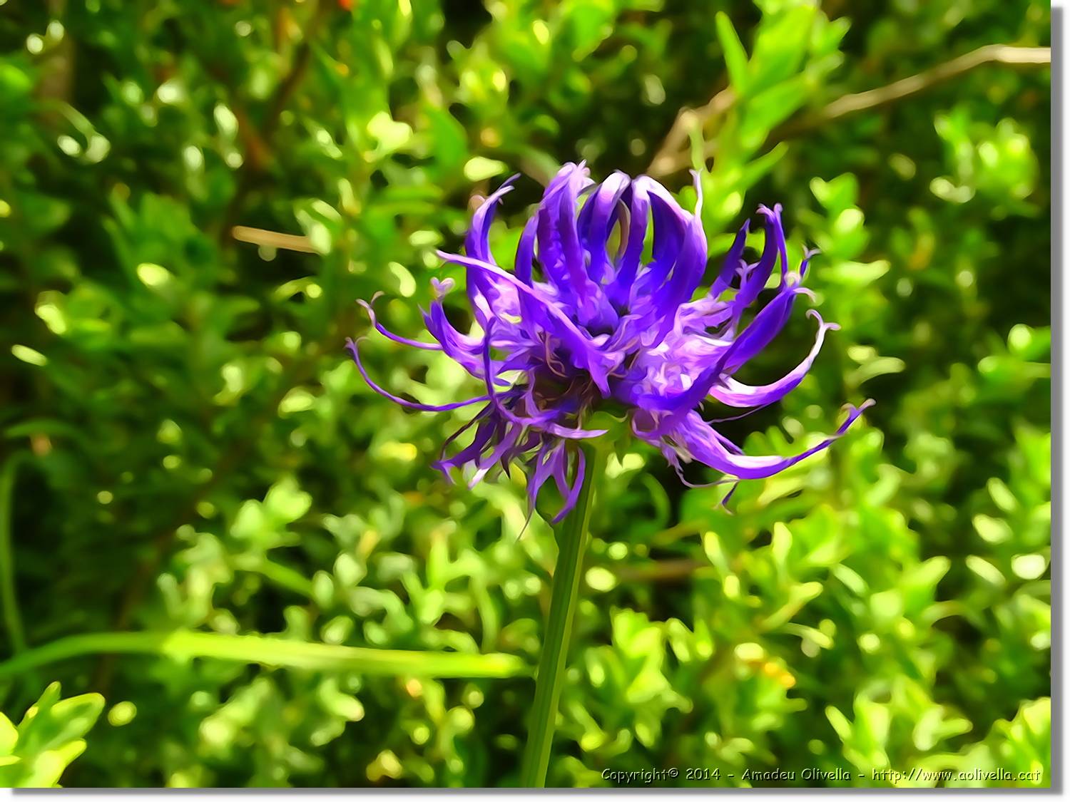 Flors_060.jpg