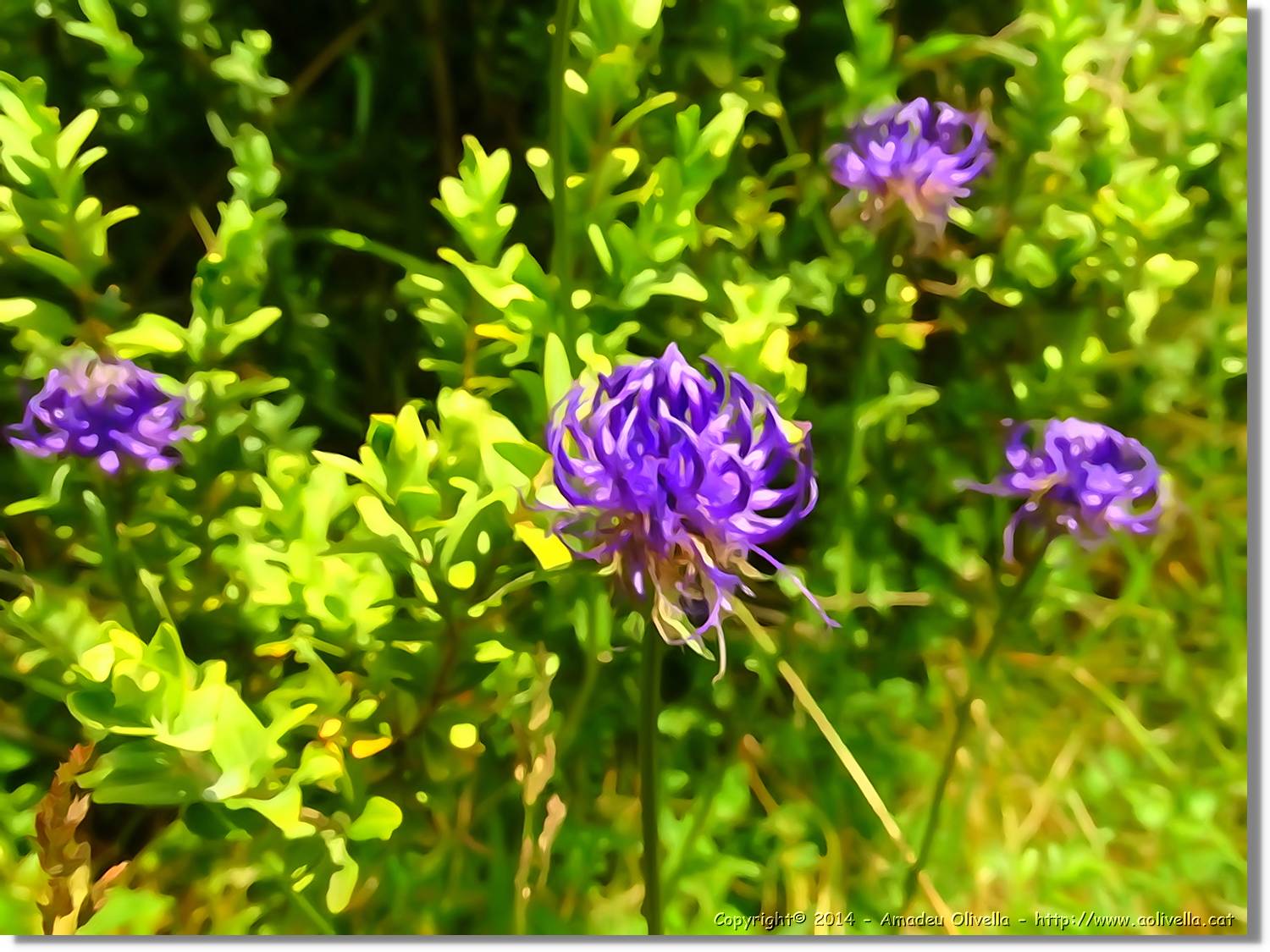 Flors_061.jpg